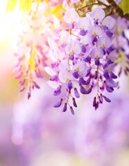 Vibrant purple wisteria blossoms in soft sunlight
