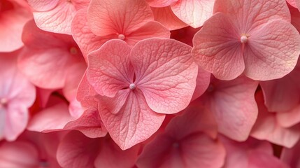 Pink Natural Hydrangea Flower Petal Texture Background, Elegant and Floral.