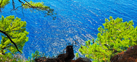 Bright green pine branches extend over a deep blue sea, contrasting vivid foliage with rippling water, creating a serene coastal seascape in natural light.