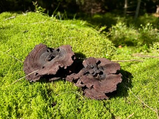 Close-up of black jelly fungus Exidia glandulosa growing on green moss in the forest.