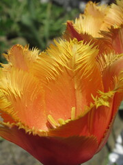 Zbliżenie na kwiat strzępiastego tulipana © Kumulugma
