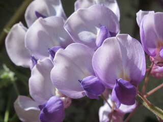 Zbliżenie na kwiaty rośliny z gatunku Wisteria © Kumulugma