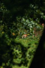 Obraz premium Herd of spotted Fallow deer grazing in a forest clearing during autumn, view through blurry green leaves, natural wildlife habitat with green grass and fallen branches.