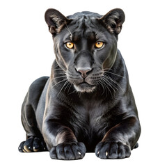 Obraz premium Black panther with bright yellow eyes lying down on a white background big cat wild animal