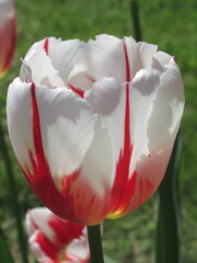 Zbliżenie na biało-czerwone kwiaty tulipanów © Kumulugma