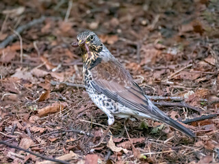 Fieldfare