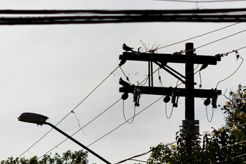Pigeons perched on power lines against a clear blue sky.