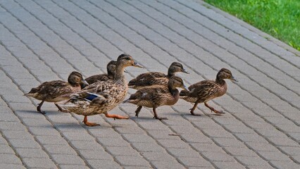 A family of ducks crosses the sidewalk in an organized manner.