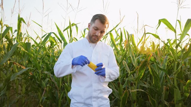 Agronomist scientist examining a corn cob sample in a test tube