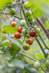 Ripe and unripe fresh red cherry tomatoes on the vine growing in a garden in nature. Organic farming small vegetables. 