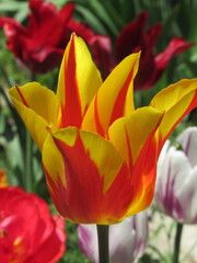 Zbliżenie na żółto-czerwonego tulipana liliokształtnego © Kumulugma