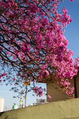 Low angle view of tree branches with pink flowers against a clear blue sky.