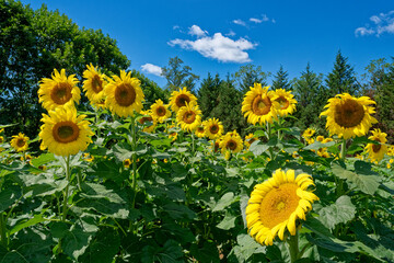 Sunflowers in full bloom