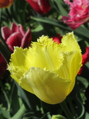 Zbliżenie na kwiat strzępiastego tulipana © Kumulugma