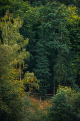 A tall evergreen spruce stands prominently amidst a mixed forest of yellowing deciduous trees and birch during the early autumn season, featuring a rustic wooden fence and golden dry grass.