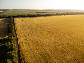 Aerial summer farmland scenery with golden wheat fields in warm sunlight