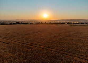 Golden wheat crops from above in warm sunrise light, farmland and quiet countryside stretching to horizon