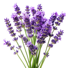 Obraz premium Bunch of purple lavender flowers isolated on black background floral plant