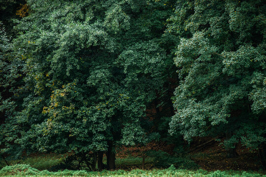 Close-up of dense green foliage and thick tree trunks at the forest floor covered with dry brown leaves, illustrating the deep shadows and rich textures of a natural temperate woodland.