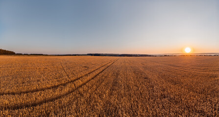 Morning sun shining on ripe wheat barley field, summer rural agriculture landscape