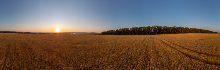 Wheat field panorama in golden tones with sun rising on clear blue sky in summer