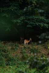 Two fallow deer resting in the shadows of a large tree at the forest edge, beautiful play of light and shadow on the green grass during a quiet autumn afternoon in the wild nature park.