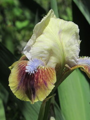 Zbliżenie na kremowe kwiaty irysów © Kumulugma