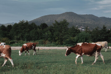 Summer in rural Romania. Traditional homes and costums. Pets and domestic animals.