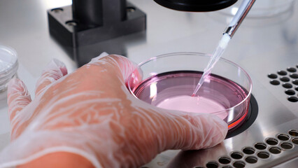 Close-up of IVF procedure. An embryologist wearing protective gloves drips medium from plastic test tube into Petri dish. Reproductive technologies. Problem of getting pregnant.