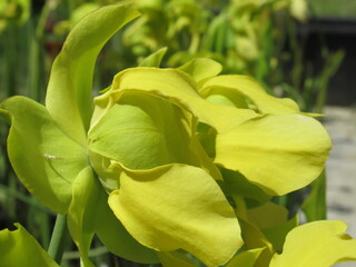 Zbliżenie na kwiaty rośliny z gatunku sarracenia © Kumulugma