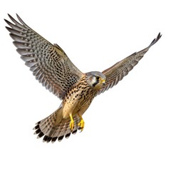 Majestic kestrel falcon soaring through the air with wings spread wide in flight