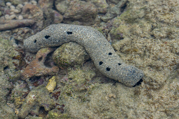 Crabs scuttle, hermit crabs shift shells, sea slugs shine with color. Spiders weave, lizards bask. Coral, seagrass, and sea cucumbers sustain coastal life in harmony.
