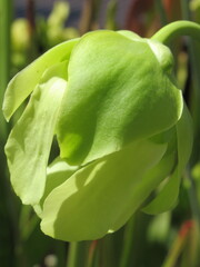 Zbliżenie na kwiaty rośliny z gatunku sarracenia © Kumulugma