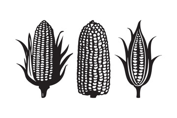 Three detailed black and white illustrations of corn on the cob