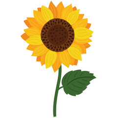 Vector sunflower on a white background
