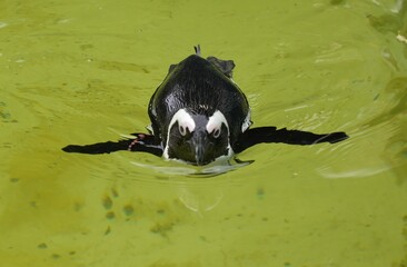 Frontal close up of a cute African penguin (Cape penguin, Spheniscus demersus) swimming in the South African water, focus on flippers, beak, and face