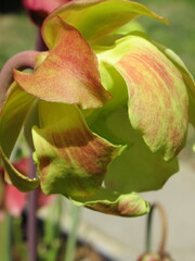 Zbliżenie na kwiaty rośliny z gatunku sarracenia © Kumulugma