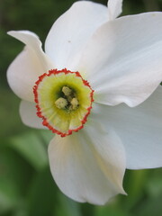 Zbliżenie na kwiaty białego narcyza © Kumulugma