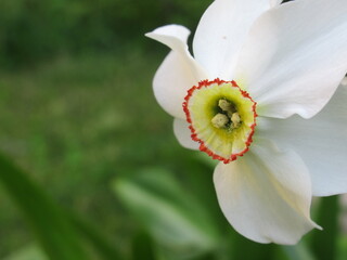 Zbliżenie na kwiaty białego narcyza © Kumulugma