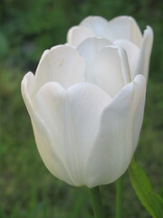 Zbliżenie na kwiaty białego tulipana © Kumulugma