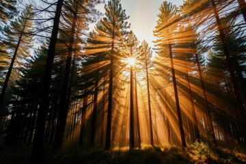 Golden Sunlight Pierces the Forest Canopy