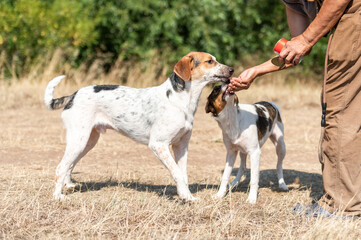 An elderly volunteer lady feeds the rescued dogs after socialization and obedience training