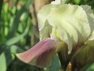 Zbliżenie na kremowe kwiaty irysów © Kumulugma