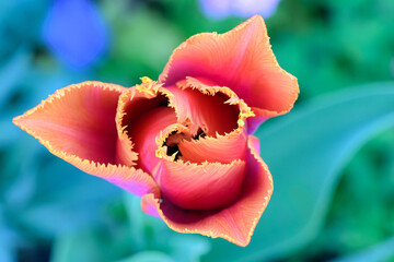 Tulipe rouge clair à coeur noir fermée
