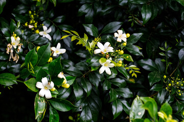 Fragrant white blooms of Orange Jasmine (Murraya paniculata)