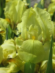 Zbliżenie na żółte kwiaty irysów karłowych © Kumulugma