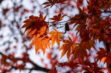 Acer palmatur smooth japanesse maple tree leaves on the branch during autumnal day bright fall colors