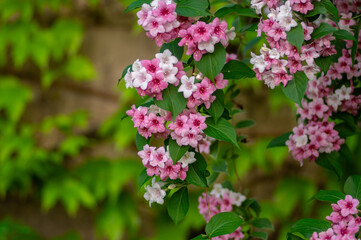 Weigela coraeensis pink white flowering shrub plant, group of colorful flowers in bloom