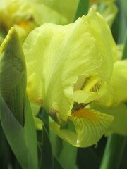 Zbliżenie na żółte kwiaty irysów karłowych © Kumulugma