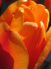 Zbliżenie na kwiat pomarańczowego tulipana © Kumulugma